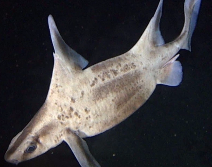 rough shark species