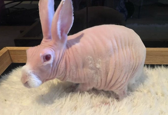 Hairless bunny breed care
