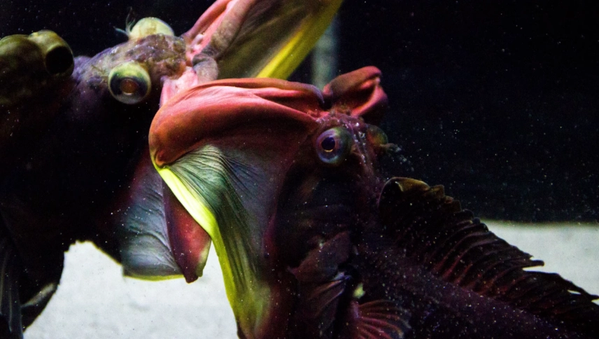 sarcastic fringehead