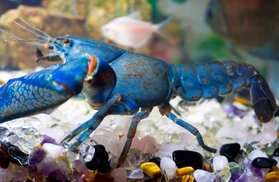 why are lobsters different colors