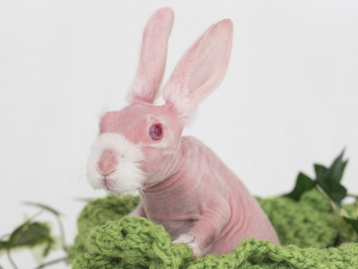 Sphynx rabbit