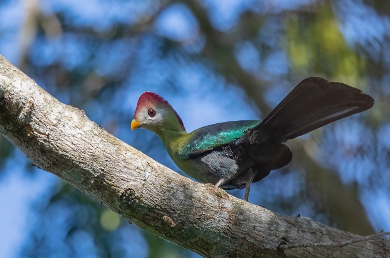 red crested turaco pet