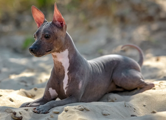 Hairless dog adoption