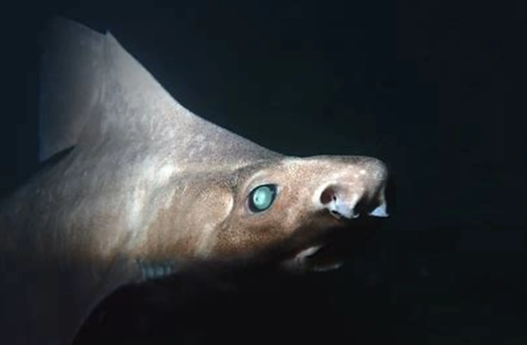 deep sea sharks