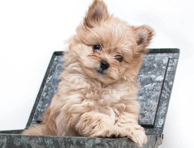 teacup pomapoo teacup pomapoo