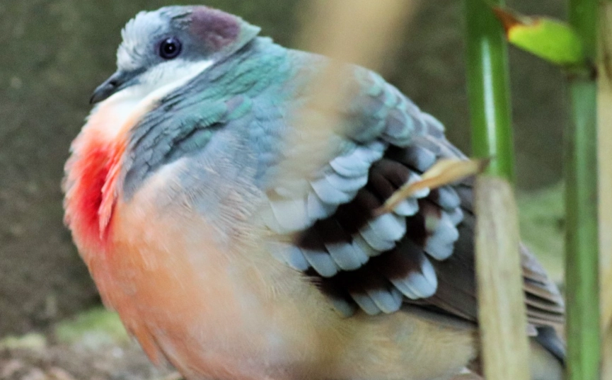 bleeding heart pigeon