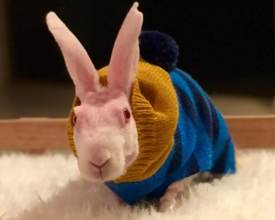 Hairless bunny breed care