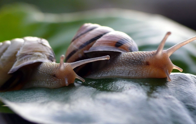 Chrysomallon squamiferum size