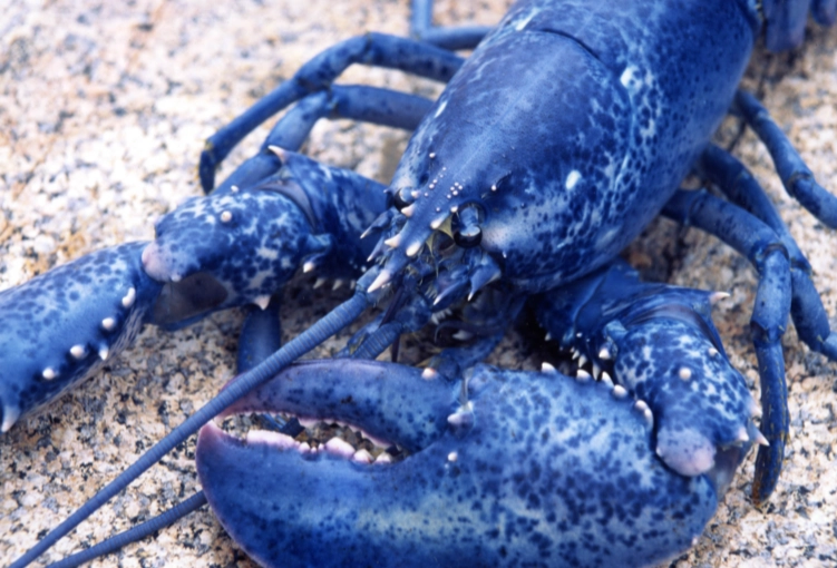 blue lobster