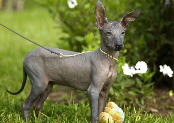 hairless pets