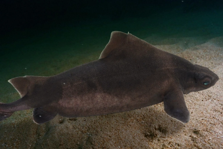 deep sea sharks