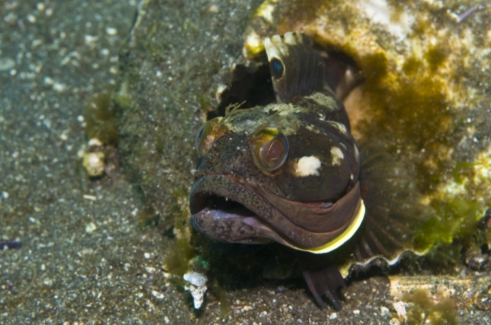 fringehead fish