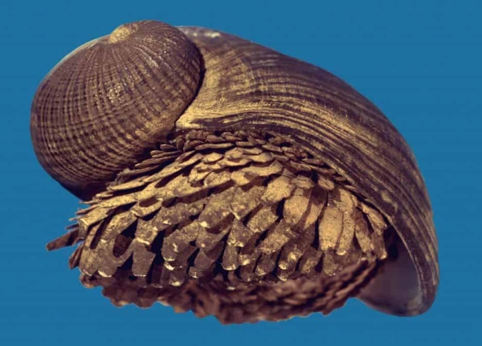 scaly-foot gastropod diet