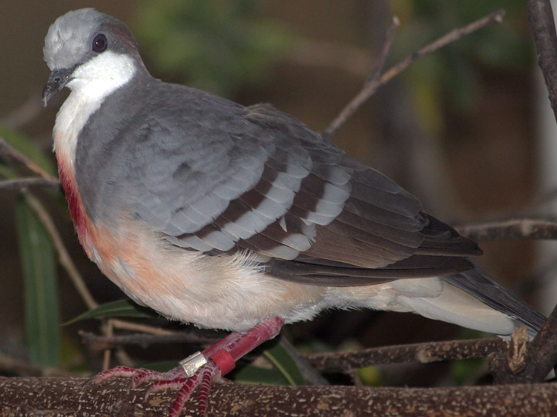 bleeding heart dove care