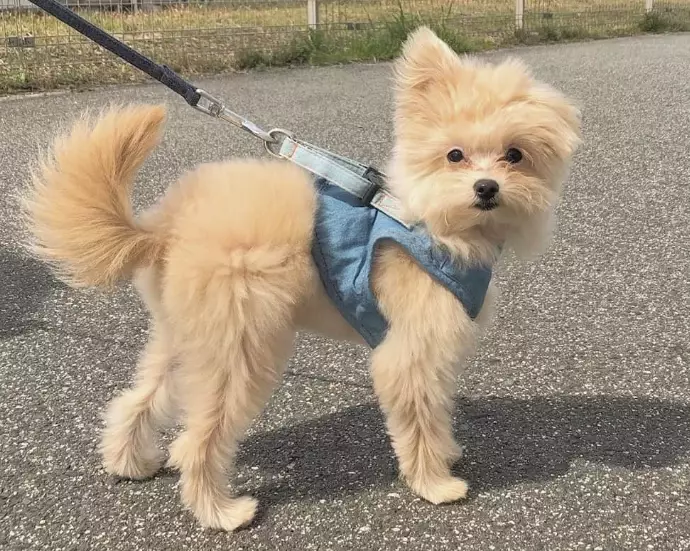 teacup pomapoo teacup pomapoo