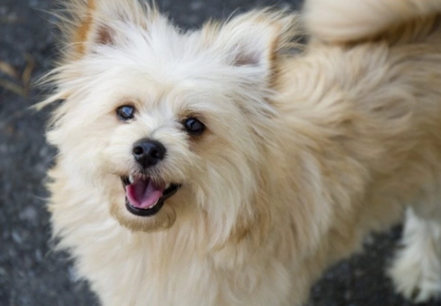 teacup pomapoo teacup pomapoo