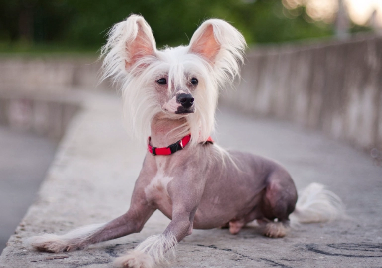 Hairless dog breeds