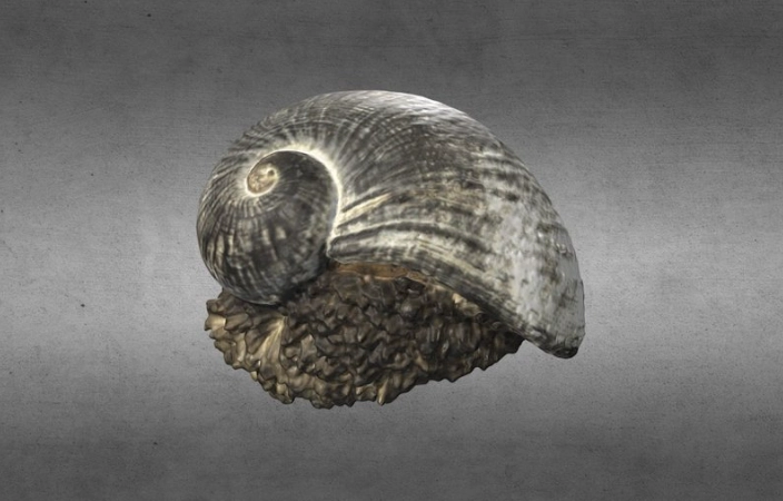 deep sea snail size