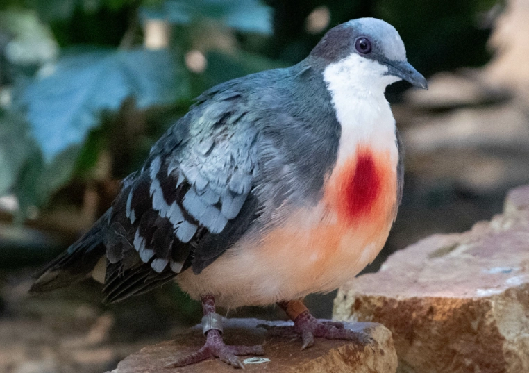 bleeding heart dove care