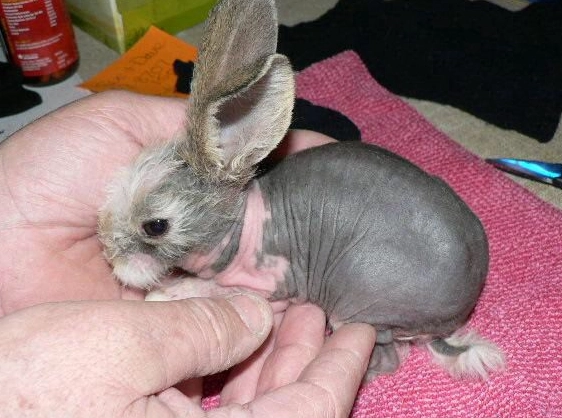 Sphynx rabbit