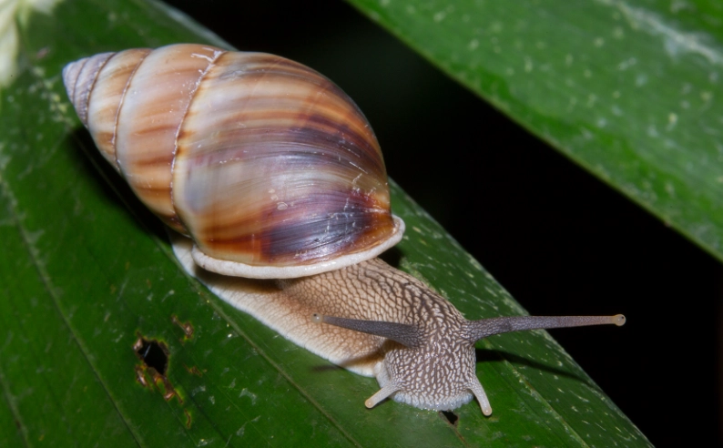 scaly footed gastropod size