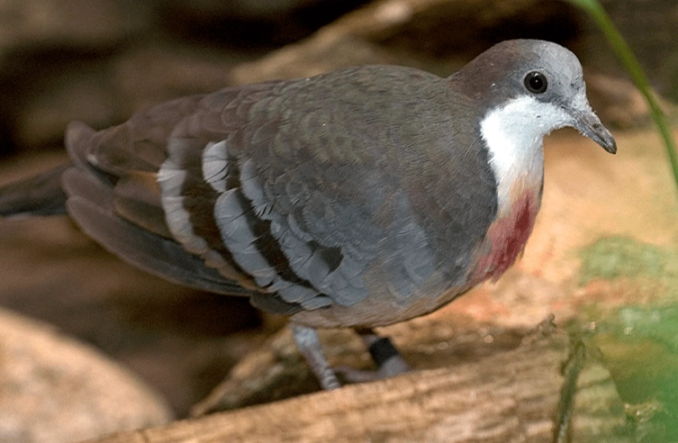 bleeding heart pigeon