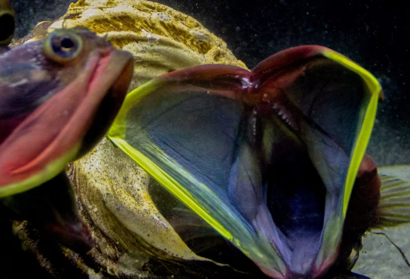 sarcastic fringehead fish