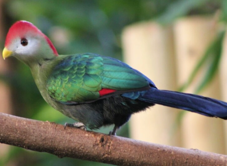 red crested turaco call