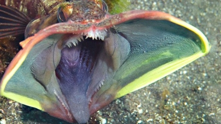 fringehead fish