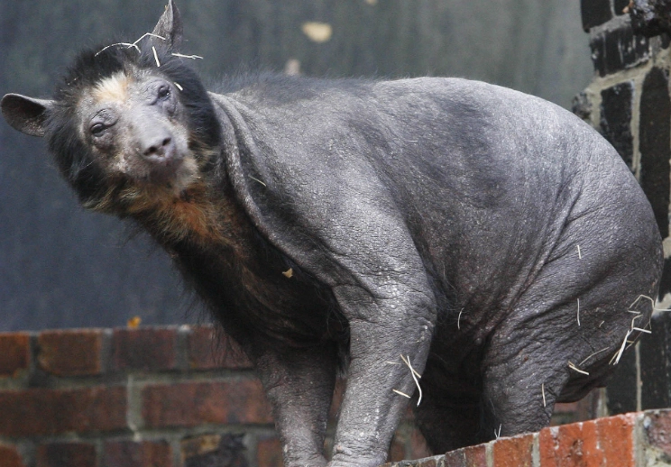 bear alopecia