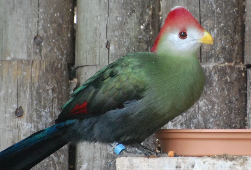 red crested turaco call