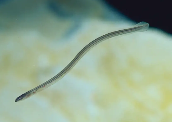 baby eel