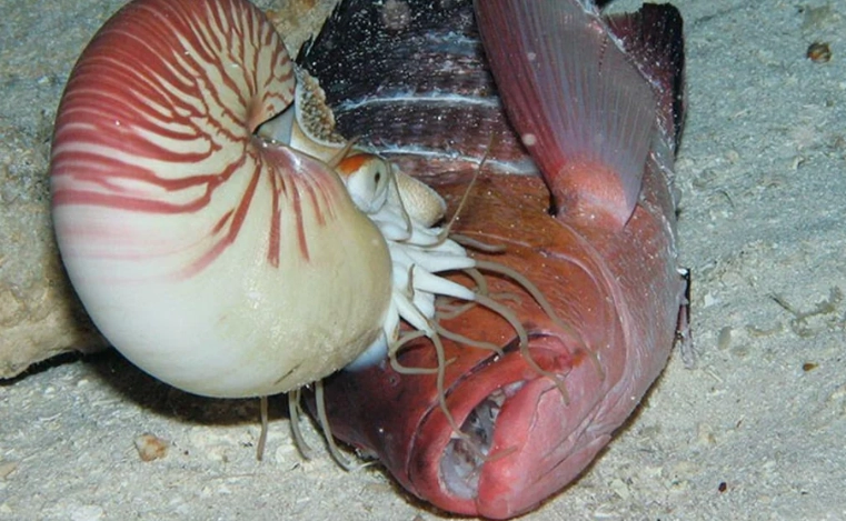 deep sea snail endangered