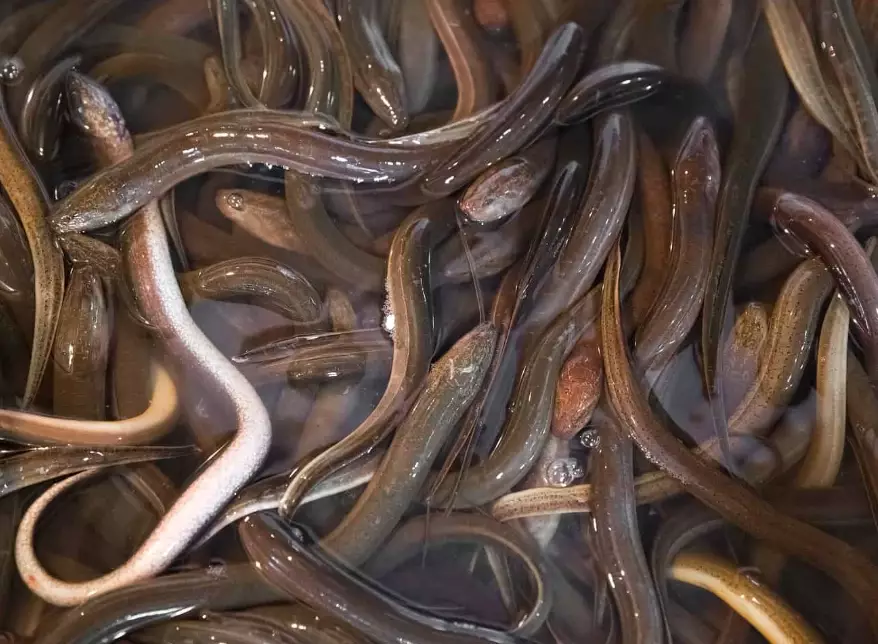 baby eel