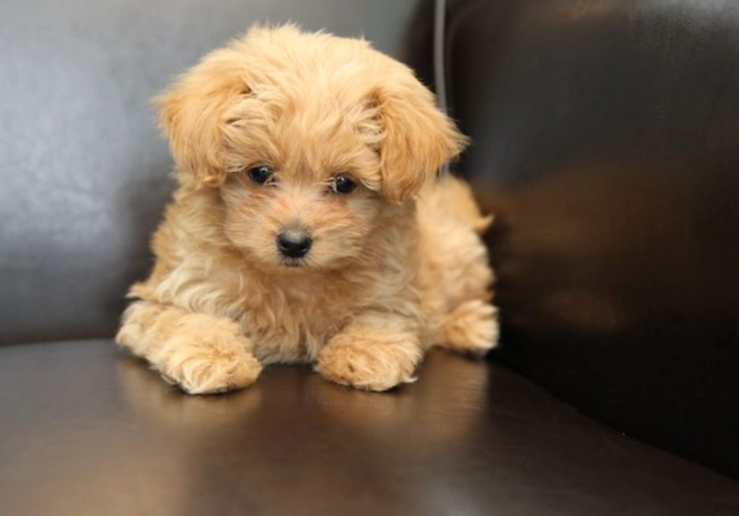 teacup pomapoo teacup pomapoo