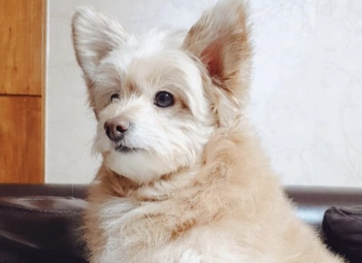 pomapoo pomapoo