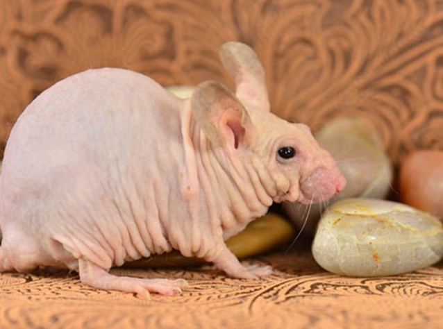 hairless animals