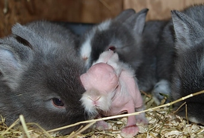 Rex rabbit hairless gene