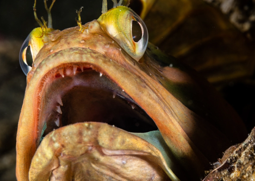 sarcastic fringehead
