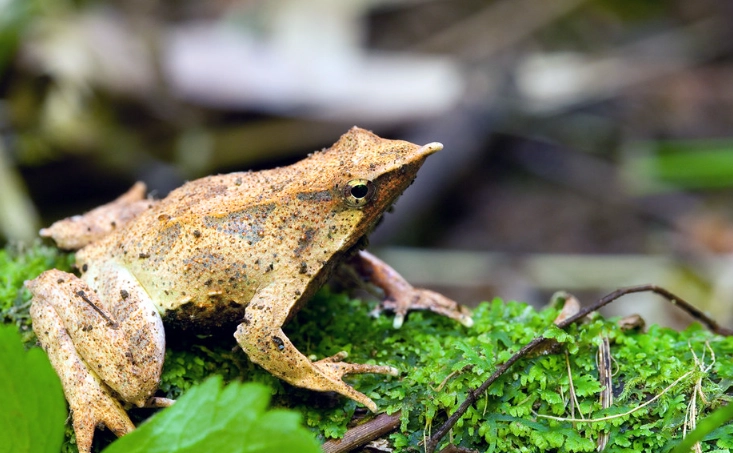 Darwin frog extinction Darwin frog extinction