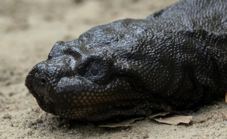 elephant trunk snake care