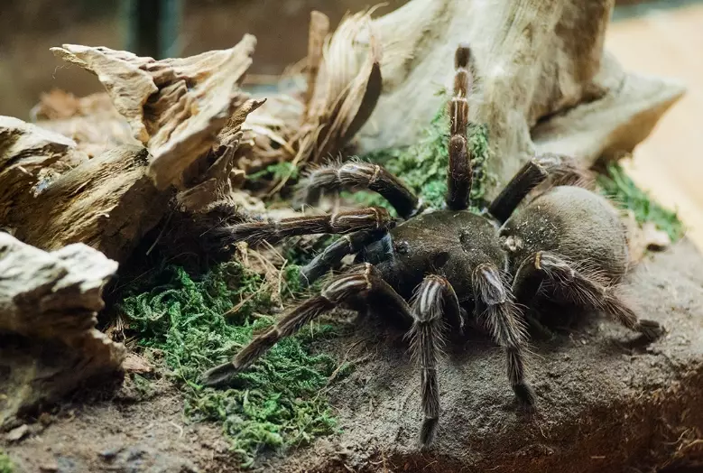purple bloom tarantula care