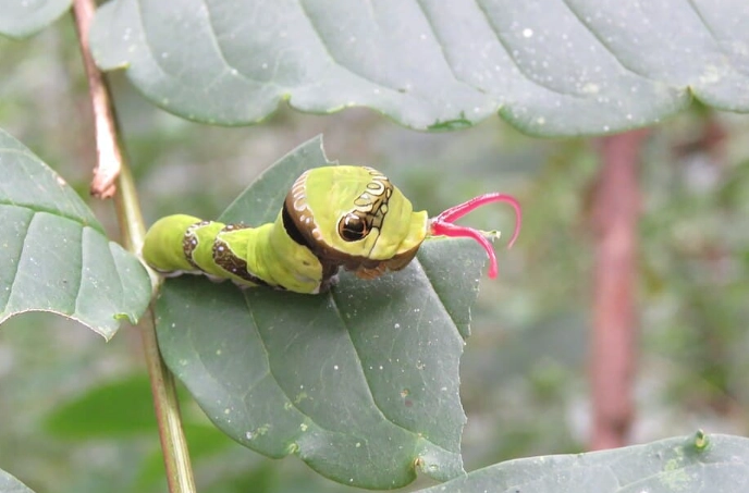 caterpillar snake mimicry