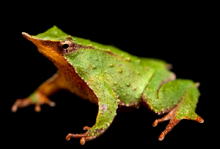 Darwin's frog facts Darwin's frog facts