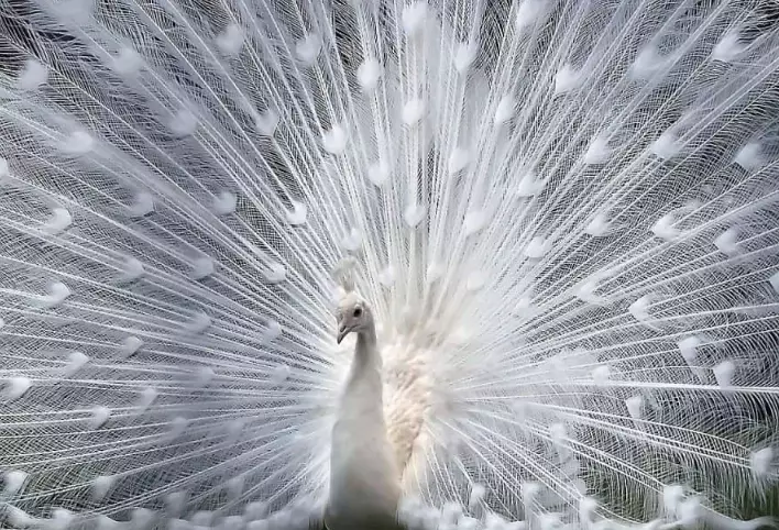 animal albinism facts