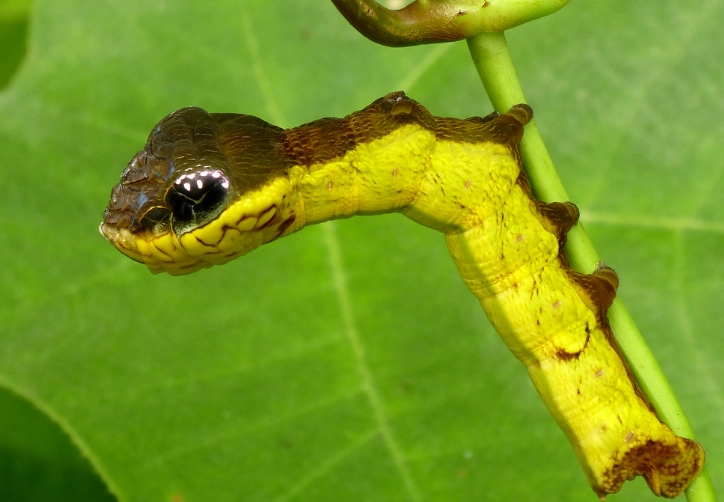 caterpillar snake mimicry