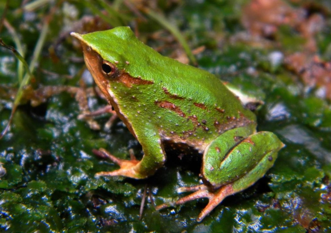 Darwin frog reproduction Darwin frog reproduction