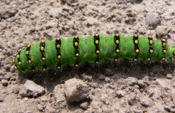 Saturnia pavonia caterpillar