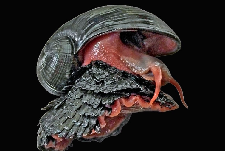 Deep-sea snail