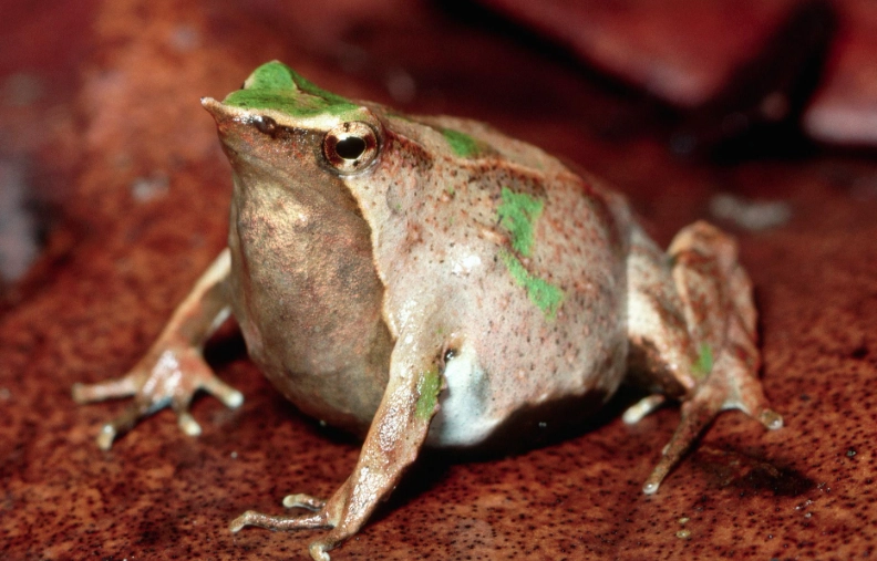 Darwin frog extinction Darwin frog extinction